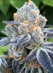 Death Scout Regular Seeds - 12-BCBD-DSCT-REG-12