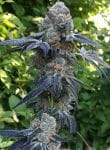 Death Scout Regular Seeds - 12-BCBD-DSCT-REG-12