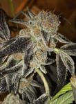 Death Scout Regular Seeds - 12-BCBD-DSCT-REG-12