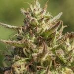 Chingona Fast Feminised Seeds - 5-ATL-CHI-FAST-FEM-5