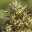 Chingona Fast Feminized Seeds - 5-ATL-CHI-FAST-FEM-5
