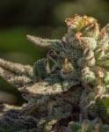 Fuegisima Fast Feminised Seeds - 5-ATL-FUE-FAST-FEM-5