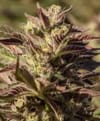 La Jefa Fast Feminised Seeds - 5-ATL-LAJ-FAST-FEM-5