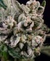 Peanut Butter Breath Fast Feminised Seeds - 5-ATL-PBB-FAST-FEM-5