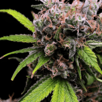 Golden Pineapple S1 Feminised Seeds - 5-GRB-GPS1-FEM-5