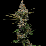Guava Slushy Feminised Seeds - 5-GRB-GS-FEM-5