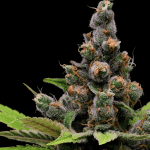 Guava Slushy Feminised Seeds - 5-GRB-GS-FEM-5