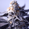 Hazy Girl Feminised Seeds - 5-GRB-HG-FEM-5