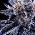Hazy Girl Feminised Seeds - 5-GRB-HG-FEM-5