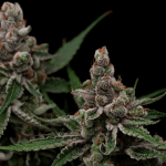 Super Blue Haze Feminised Seeds - 5 -GRB-SBH-FEM-5
