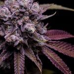 78 Tenzin #4 Regular Seeds - 11-GRB-78T4-REG-11