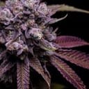 78 Tenzin #4 Regular Seeds - 11-GRB-78T4-REG-11