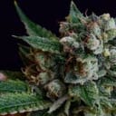 Affie Dogwalker Regular Seeds - 11-GRB-AD-REG-11