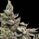 Platinum Affie 78 Regular Seeds - 11-GRB-PA78-REG-11