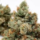 Skywalker 78 Regular Seeds - 11-GRB-SW78-REG-11