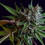 Sour Affie Regular Seeds - 11-GRB-SA-REG-11