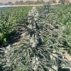Banana Foster Feminised Seeds - 5-TRS-BF-FEM-5