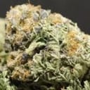 Latte Lato Feminised Seeds - 5-TRS-LL-FEM-5