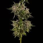 Honey Bird Feminised Seeds - 5-TRS-HB-FEM-5