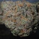 Honey Bird Feminised Seeds - 5-TRS-HB-FEM-5