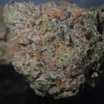 Honey Bird Feminised Seeds - 5-TRS-HB-FEM-5