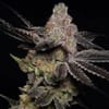 Wonka's Vineyard Feminised Seeds - 5-TRS-WOV-FEM-5