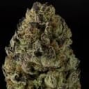 Wonka's Vineyard Feminised Seeds - 5-TRS-WOV-FEM-5