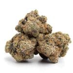 Hasbulla Feminised Seeds - 5-TRS-HAS-FEM-5