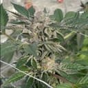 Willy's Winery Feminised Seeds - 5-TRS-WIW-FEM-5