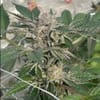 Willy's Winery Feminised Seeds - 5-TRS-WIW-FEM-5