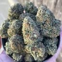 Willy's Winery Feminised Seeds - 5-TRS-WIW-FEM-5