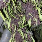 Glu CBD Auto Feminised Seeds - 5-TRS-GL-CBD-AUTO-FEM-5