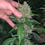 Glu CBD Auto Feminised Seeds - 5-TRS-GL-CBD-AUTO-FEM-5