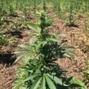 Glu CBD Auto Feminised Seeds - 5-TRS-GL-CBD-AUTO-FEM-5