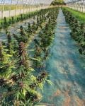 Glu CBD Auto Feminised Seeds - 5-TRS-GL-CBD-AUTO-FEM-5