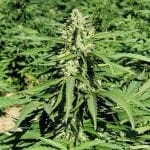 Limonene CBG Feminised Seeds - 5-TRS-LIM-CBG-FEM-5