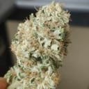 Limonene CBG Feminised Seeds - 5-TRS-LIM-CBG-FEM-5