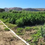 Limonene CBG Feminised Seeds - 5-TRS-LIM-CBG-FEM-5