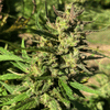 Lucky Lucy CBD Feminised Seeds - 5-TRS-LL-CBD-FEM-5