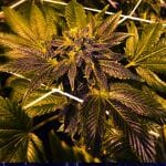 The Don CBD Feminised Seeds - 5-TRS-TD-CBD-FEM-5