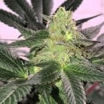 The Don CBD Feminised Seeds - 5-TRS-TD-CBD-FEM-5