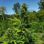 The Don CBD Feminised Seeds - 5-TRS-TD-CBD-FEM-5
