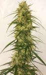 Panama A5 Haze Feminised Seeds - 5-ACEPNMA5HFEM5