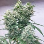 Zenith Feminised Seeds - 5-ACEZENFEM5