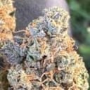 EZ Bake AUTO Feminised Seeds - 5-TRS-EZB-AUTO-FEM-5
