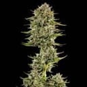 Face Gas AUTO Feminised Seeds - 5-TRS-FG-AUTO-FEM-5