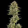 Face Gas AUTO Feminised Seeds - 5-TRS-FG-AUTO-FEM-5
