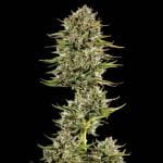 Face Gas AUTO Feminised Seeds - 5-TRS-FG-AUTO-FEM-5