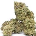 Face Gas AUTO Feminised Seeds - 5-TRS-FG-AUTO-FEM-5