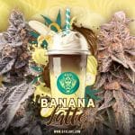 Banana Latte Feminised Seeds - 5-G13L-BANL-FEM-5